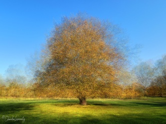 Berlin - Britzer Garten - Herbstbaum